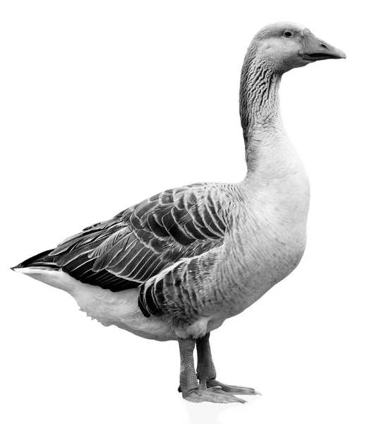 Close Shot Van Grote Grijze Volwassen Gans Geïsoleerd Witte Achtergrond — Stockfoto