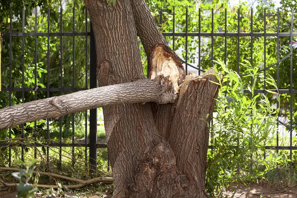 Broken Trunk Old Willow — Stock Photo, Image