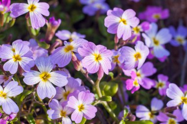 Baharda çiçekler mor mavi unutma yakın çekim