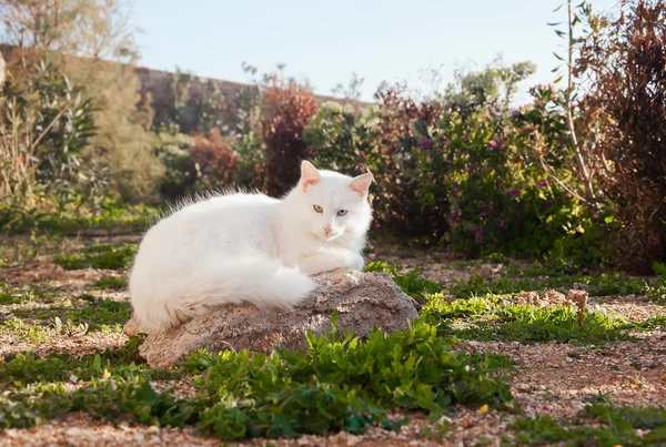 Greek cats - Nice white fluffy cat with beautiful eyes on the st — Stock Photo, Image