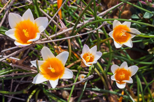 Crocus flowers in the sunshine. Spring on the island of Mykonos, — Stock Photo, Image