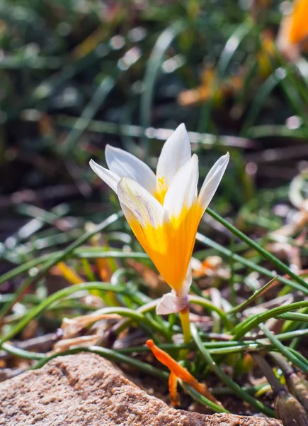 Crocus flowers in the sunshine. Spring on the island of Mykonos, — Stock Photo, Image