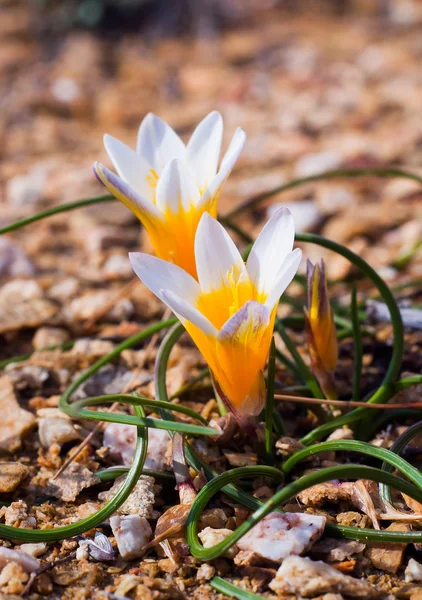 Crocus flowers in the sunshine. Spring on the island of Mykonos, — Stock Photo, Image