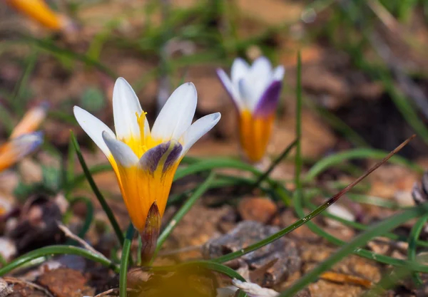 Crocus flowers in the sunshine. Spring on the island of Mykonos, — Stock Photo, Image