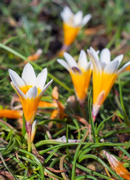 Crocus flowers in the sunshine. Spring on the island of Mykonos, — Stock Photo, Image