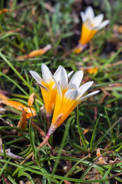 Crocus flowers in the sunshine. Spring on the island of Mykonos, — Stock Photo, Image