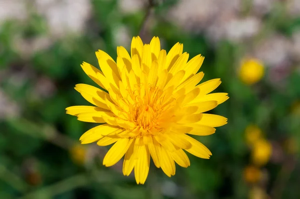 Bella immagine di un dettagliato dente di leone giallo — Foto Stock