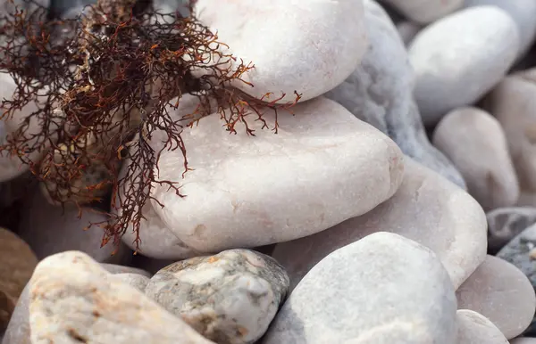 Galets de plage gris et algues brindilles sèches . — Photo