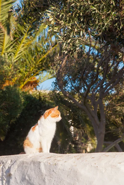 Greek cats - Beautiful home white- red cat sitting on the fence — Stock Photo, Image