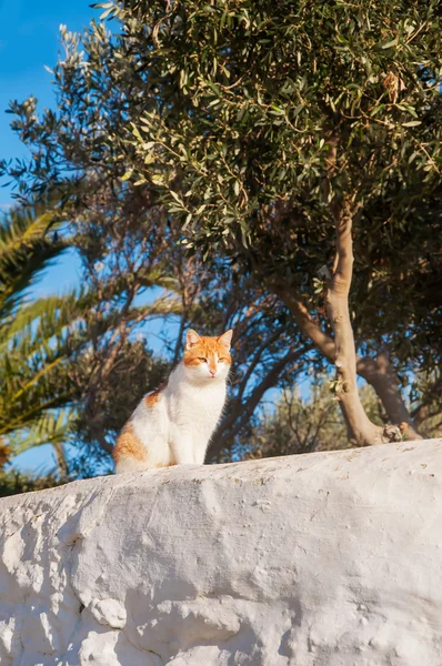 Greek cats - Beautiful home white- red cat sitting on the fence — Stock Photo, Image