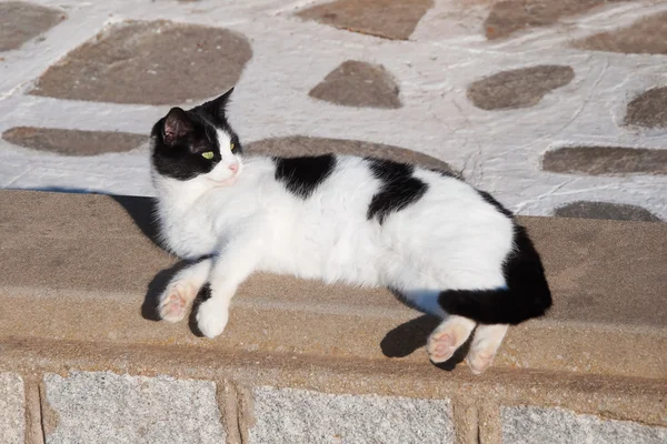 Griekse katten - mooie zwart-wit binnenlandse kat ligt op de — Stockfoto