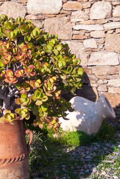 Money tree in a clay pot - typical Mediterranean courtyards and — Stock Photo, Image
