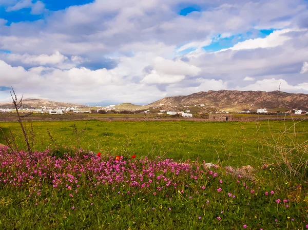 Луга с дикими цветами и травой и красивое небо с облаками — стоковое фото