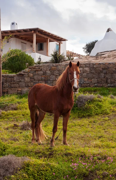 Коричневая лошадь на лугу возле дома в деревне. Мифос . — стоковое фото