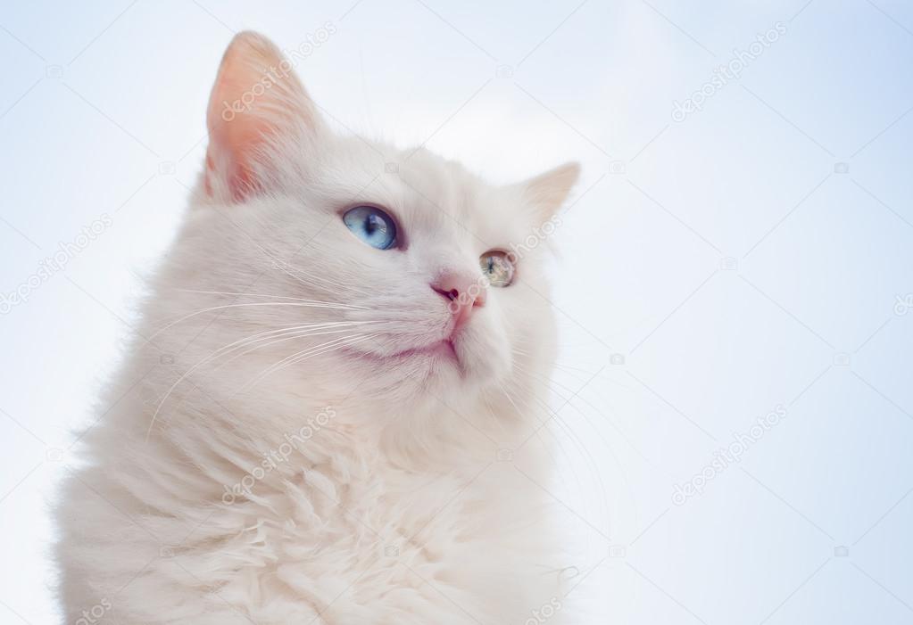 Greek cats - Portrait of a beautiful white cat with different ey