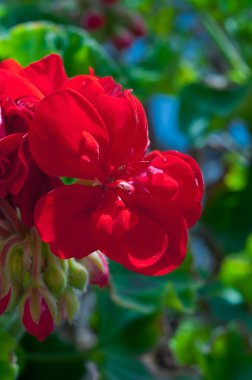 güneş ışığı güzel çiçeği Sardunya