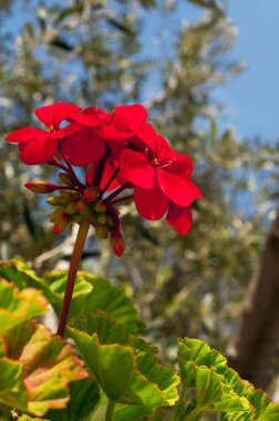 güneş ışığı güzel çiçeği Sardunya