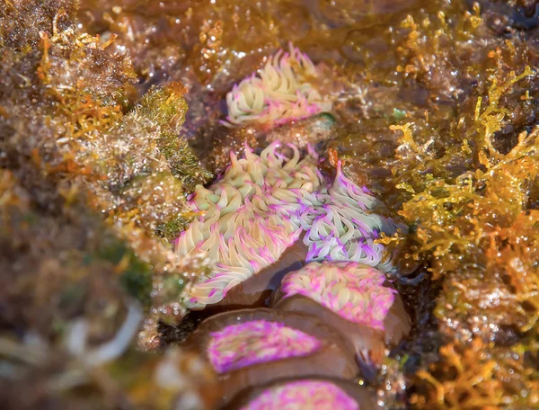 Resumo Contexto - Algas marinhas herbáceas multicoloridas na praia. Meu Deus. — Fotografia de Stock