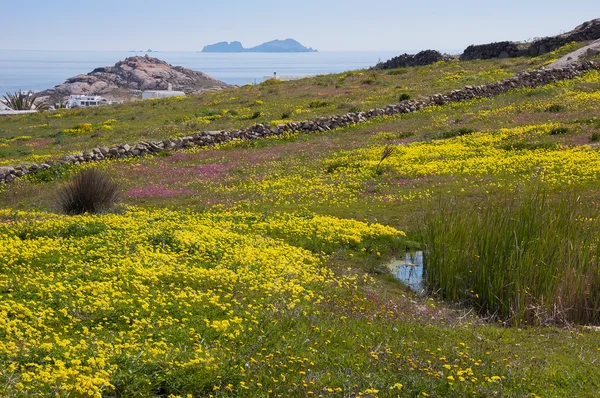 Wiese mit bunten Wildblumen. Hintergrund — Stockfoto