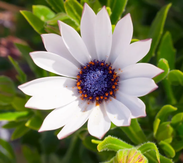Beautiful deep white  chrysanthemum flower on green background — Stock Photo, Image