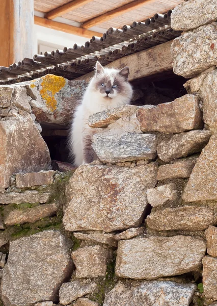 Greek cats - beautiful fluffy cat sits under a roof. — Stock Photo, Image