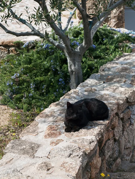 Řečtina - černé kočky kočka spící v zahradě pod stromem. — Stock fotografie