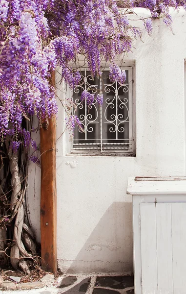 Wisteria kwitnie krzew w pobliżu okna. Typowe dla Grecji. Mykonos. — Zdjęcie stockowe