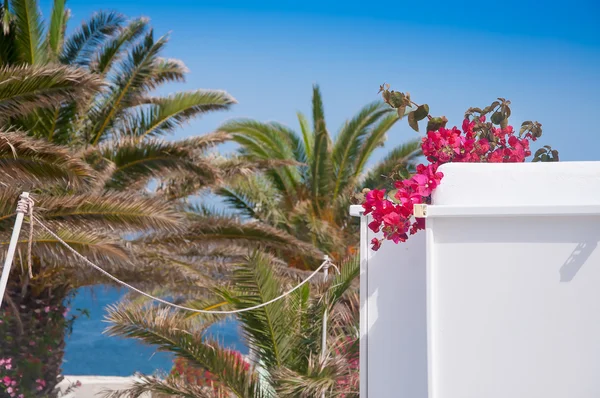 Bougainvillea flores alrededor de la casa sobre un fondo de palmera — Foto de Stock