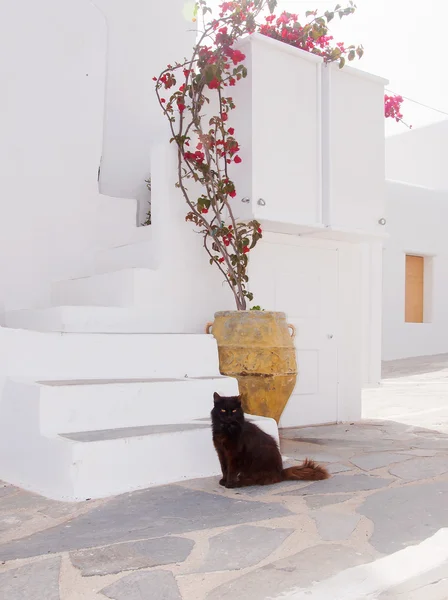 Greek cats - beautiful cat sitting on the stairs at the entrance — Stock Photo, Image
