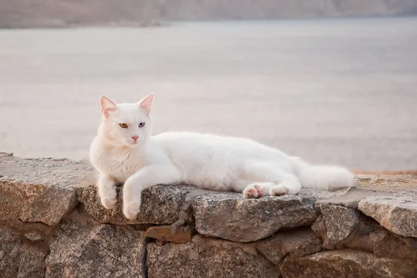 Griechische Katzen - schöne weiße flauschige Katze mit schönen Augen auf der Brust — Stockfoto