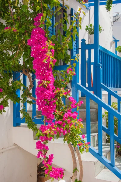 Bougainvilleen blühen rund um ein Haus mit Balkon. Mykonos. — Stockfoto