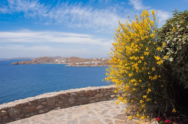 Bellissimi fiori gialli primaverili contro un mare blu — Foto Stock