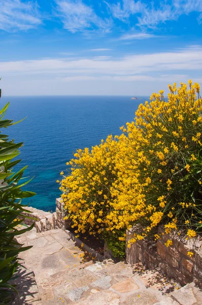 Желтые весенние цветы на фоне синего моря — стоковое фото