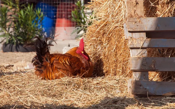 Portret van een trots, binnenlandse kleurrijk, haan op een stapel — Stockfoto