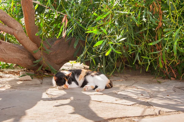 Řecké kočky - pěkně chlupatou kočičku s krásnými oči na kameni jsem — Stock fotografie
