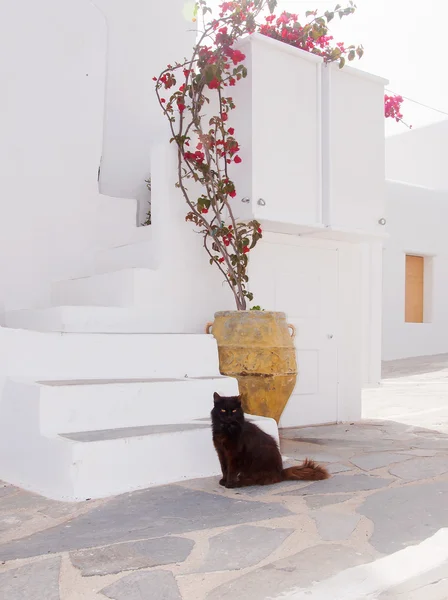 Gatos griegos - hermoso gato sentado en las escaleras en la entrada Imágenes de stock libres de derechos