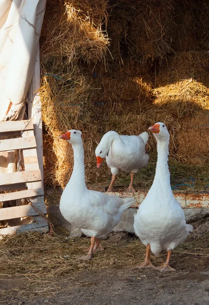 Gansos blancos en la granja y pila de paja . Imagen de archivo