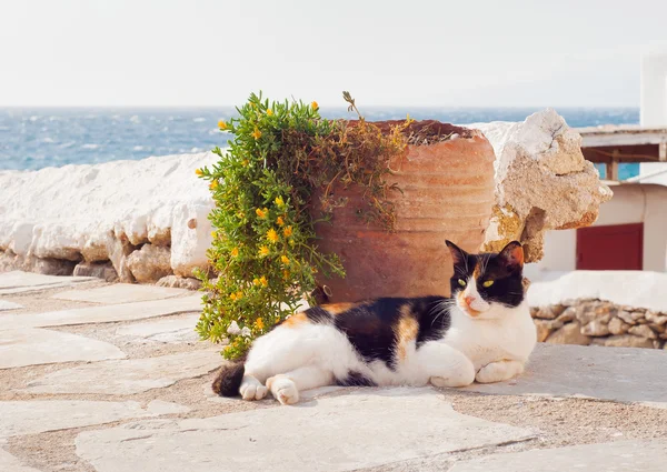 Cat lies near a flower in a clay pot on a background of the sea. — Stock Photo, Image