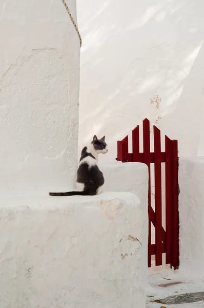 Greek cats - a cat sitting at the entrance to the house — Stock Photo, Image