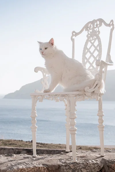 White cat sitting on a beautiful chair against a background of t — Stock Photo, Image