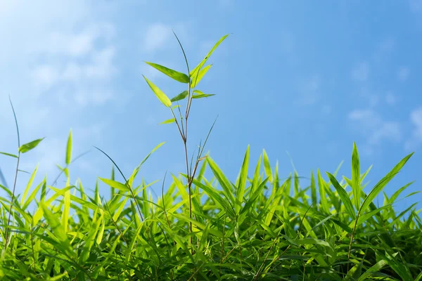 Hierba verde y cielo — Foto de Stock
