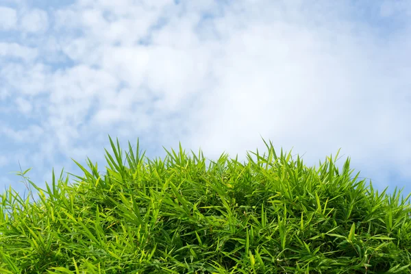 Green grass and sky — Stock Photo, Image