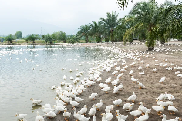 Pato maduro en la granja — Foto de Stock