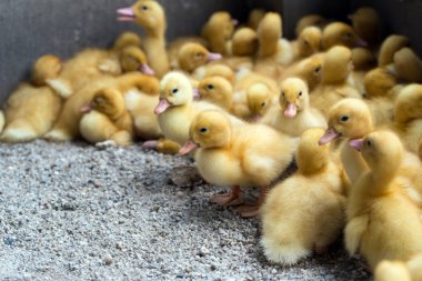 Gruptaki sarı ördek yavrusu