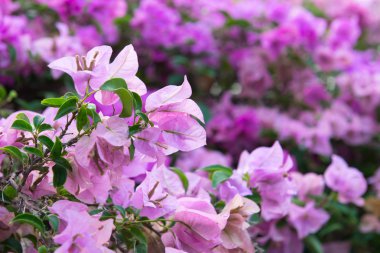 Mor çiçek çiçekler