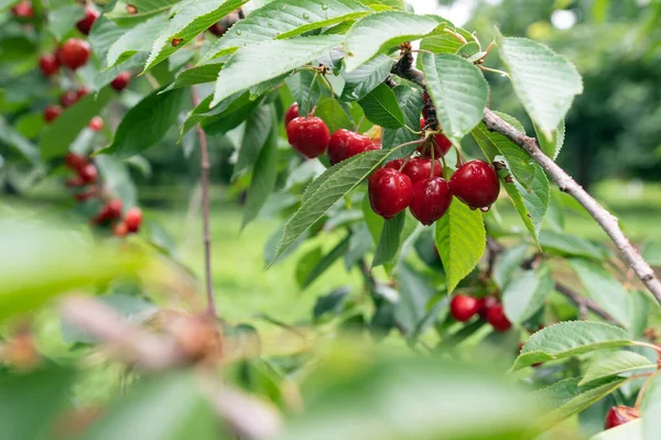 Cerezo con cerezas maduras en el jardín — Foto de Stock