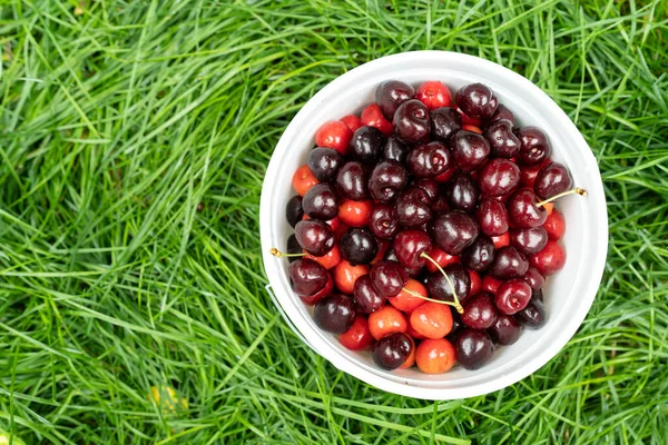 Vers geplukte kersen in een mand in de tuin — Stockfoto