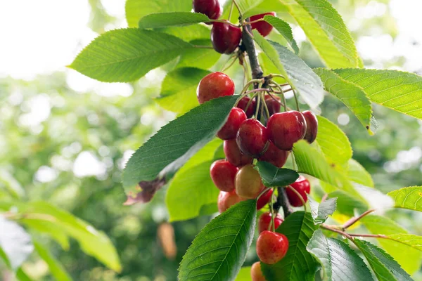 Cerejeira com cerejas maduras no jardim — Fotografia de Stock