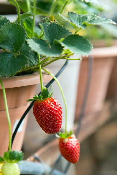 Strawberry plant — Stock Photo, Image