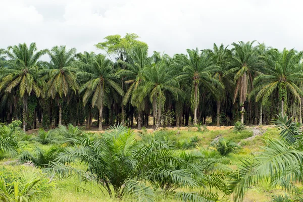 Плантация пальмового масла — стоковое фото